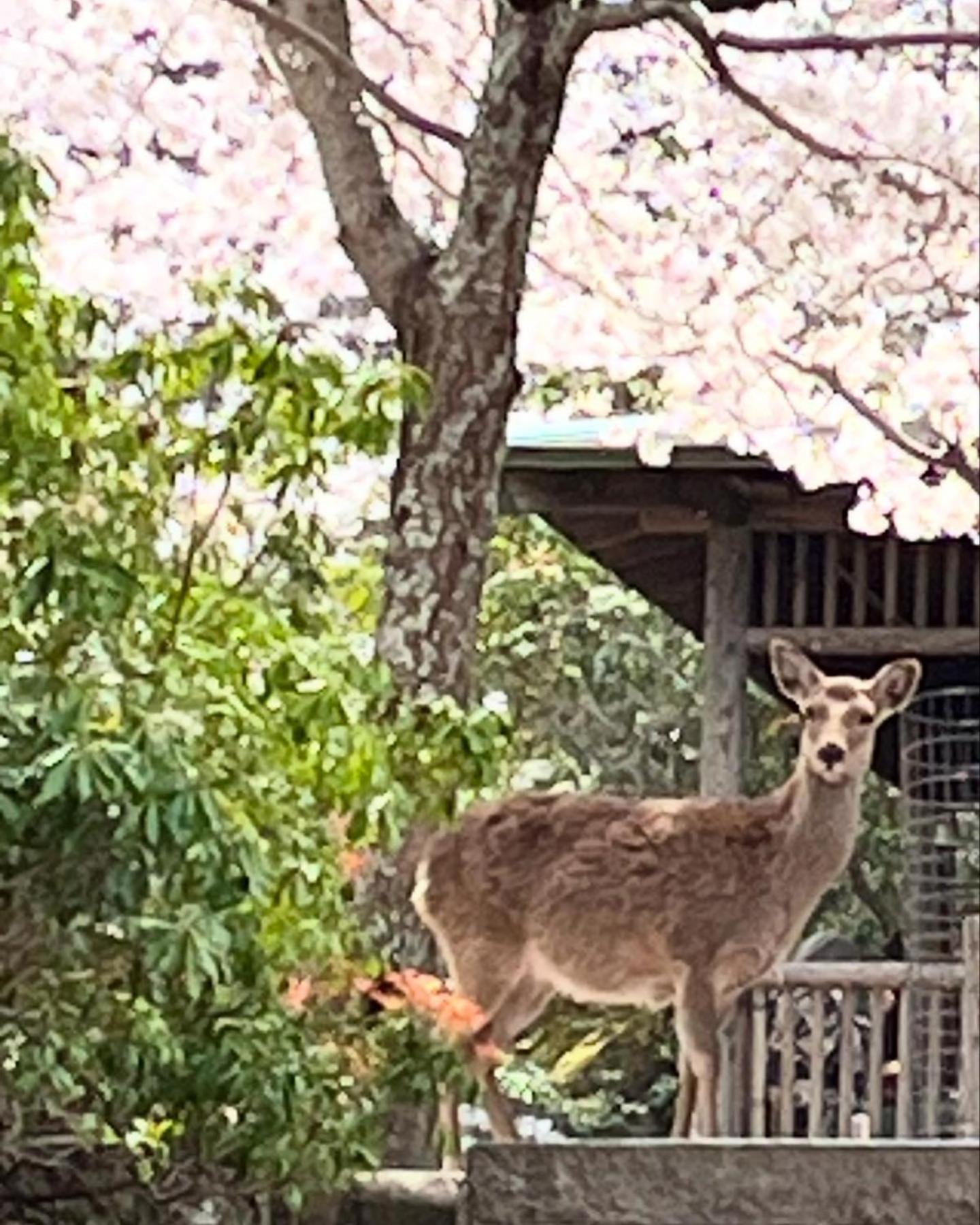 宮島 町家宿 進龍庵 Hatsukaichi Bagian luar foto